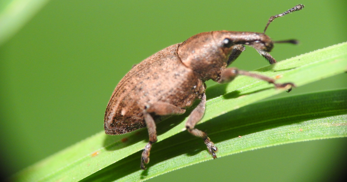 Charante Insect Charançon : identification, types, causes et dangers