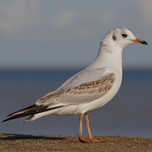 mouette rieuse larus ridibundus